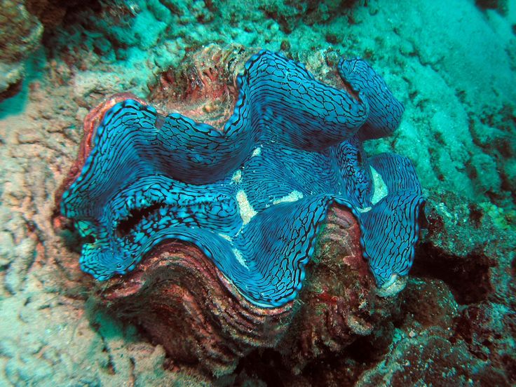 Giant Clams